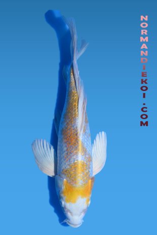 Ginrin hariwake