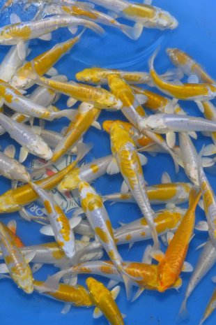 Doitsu  hariwake / Yamasan