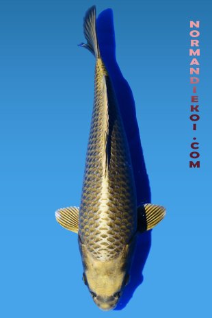 Mukashi ogon