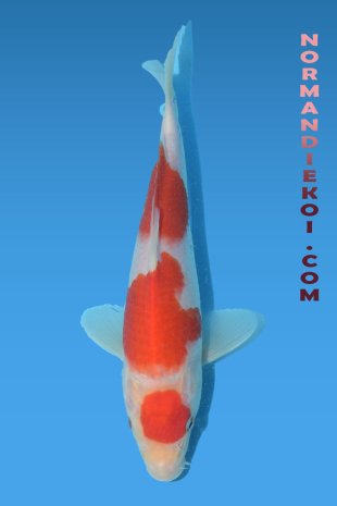 Kohaku
