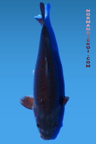 Doitsu karasugoi