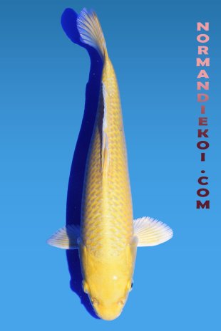 Yamabuki