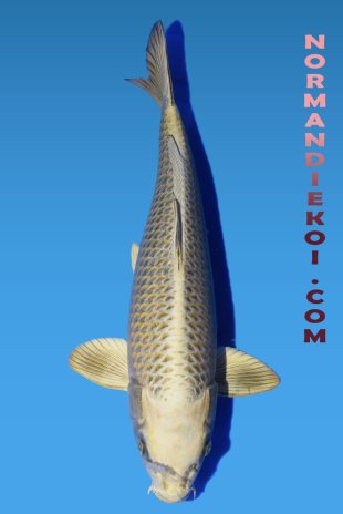 Mukashi ogon