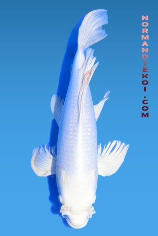 Purachina voile