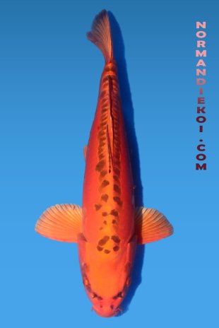 Mizuho ogon