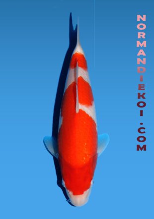 Kohaku