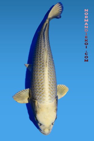 Mukashi ogon