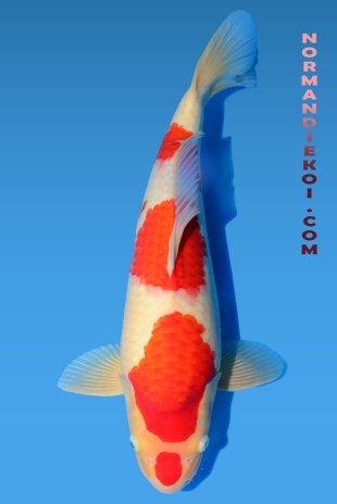 Kohaku