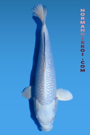 Ginrin purachina