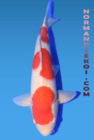 Kohaku