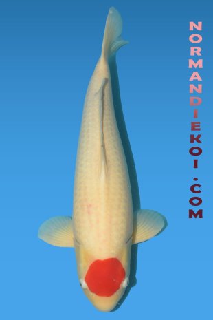 Tancho Kohaku