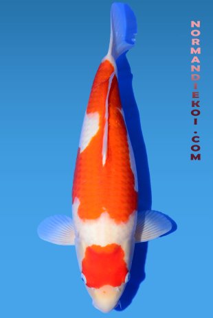 kohaku