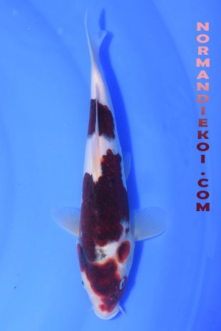 Goromo