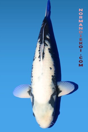 Matsubakawabake