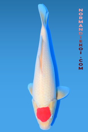 Tancho kohaku