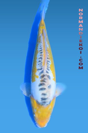 Midorigoi