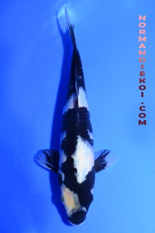 Shiro utsuri