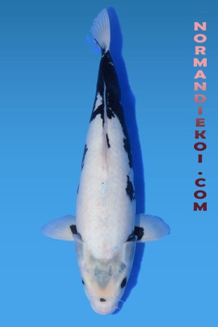 Matsukawabake