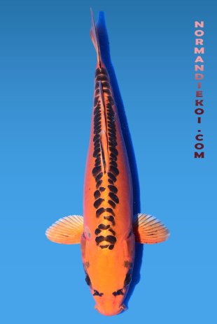 Mizuho ogon 