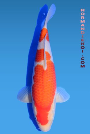 Kohaku