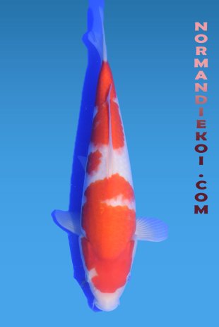 Kohaku