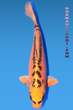 Mizuho ogon 
