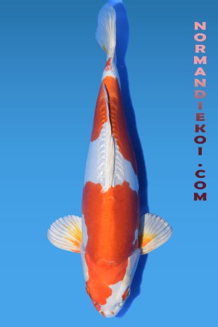 Kikusui