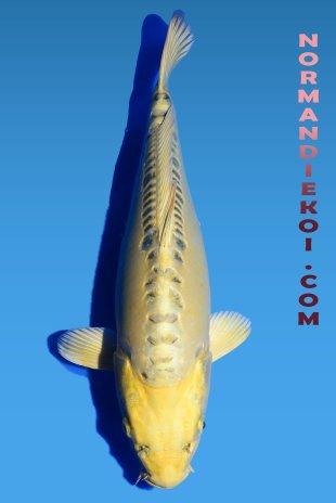 Mizuho ogon