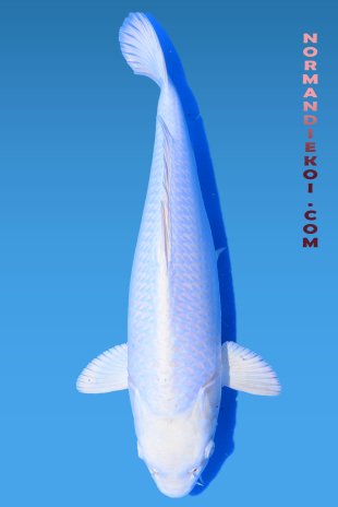 Purachina 