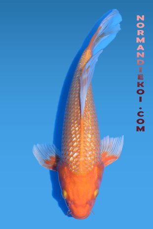 Orenji voile