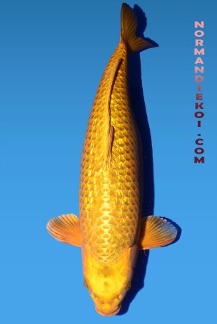 Ginrin mukashi ogon