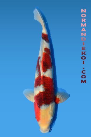 Goromo