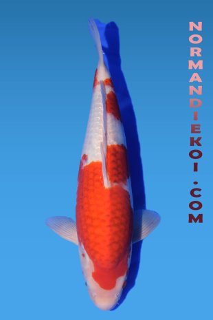 Goromo