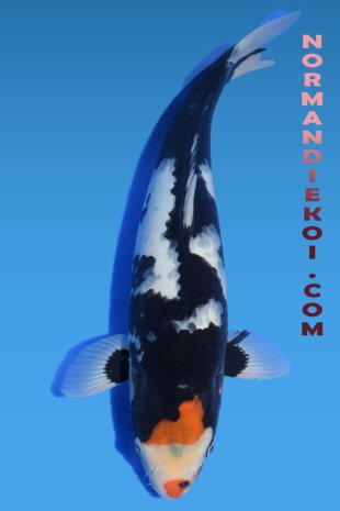 Beni Kumonryu