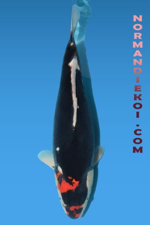 Beni kumonryu