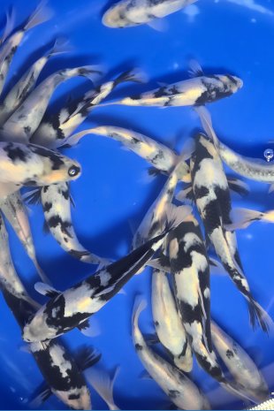 Shiro utsuri / Omosako