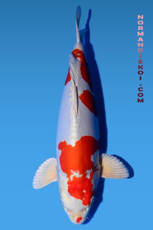 Kikusui