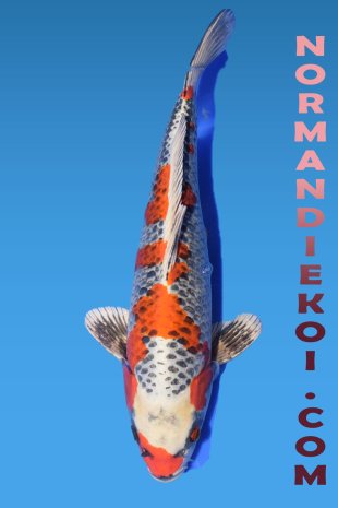 Kujaku