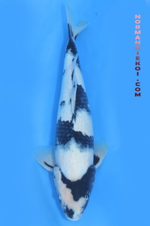 Shiro utsuri
