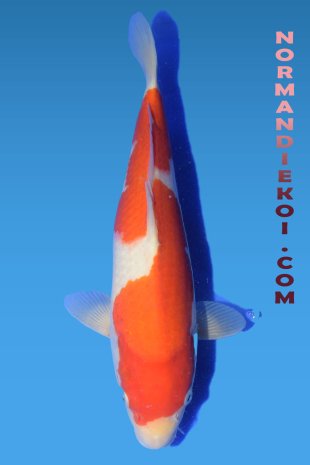 KOHAKU