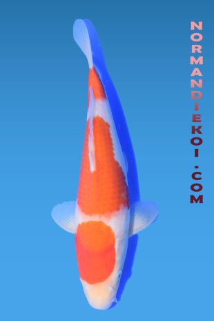 Kohaku