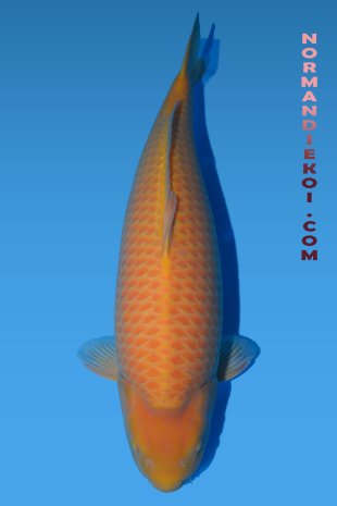 Karashigoi