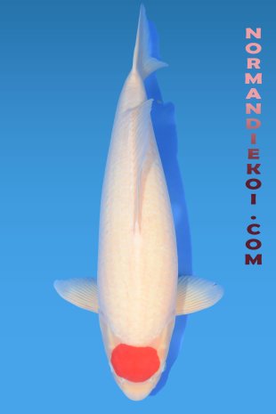 Tancho kohaku