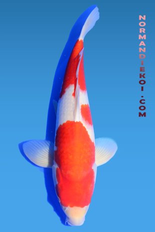 Kohaku