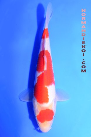 Kohaku