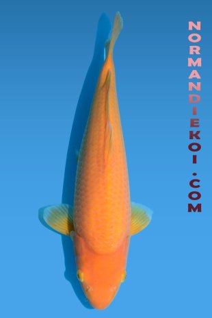 Karashigoi