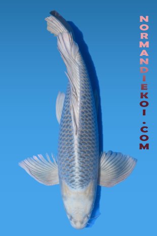 Mukashi voile 