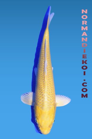 Yamabuki