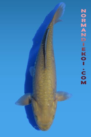 Doitsu chagoi