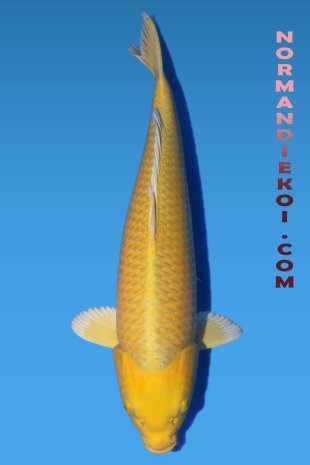 Yamabuki